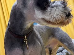 -心仪动物医院·牙专科·肿瘤·心脏科(西客站院)