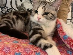 -猫小院猫主题餐厅(三里屯店)