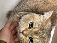 -瑞鹏宠物医院·宠保定点·心脏科·内科(御桥分院)