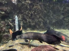 -太平洋海底世界