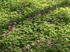 -黄海国家森林公园