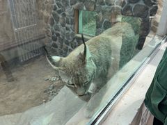 -青藏高原野生动物园