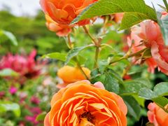 -深圳国际园林花卉博览园