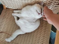 -喵屿·大理花园猫咖