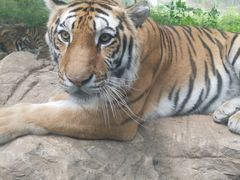 -栾川竹海野生动物园