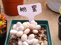 -三圣花乡旅游区