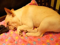 -more than meow吴止猫主题餐厅(承德 中船汇店)