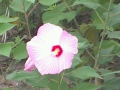 -奥美花店(天津市住房公积金管理中心河东管理部店)