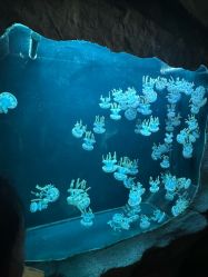 -Zoolung Zoolung动物主题公园(海信广场店)