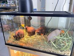 -花鸟鱼虫鲜花绿植市场(玉泉路店)