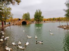 -金塔沙漠胡杨林景区