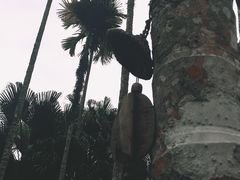 -呀诺达热带雨林