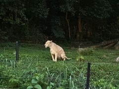 -清迈夜间动物园