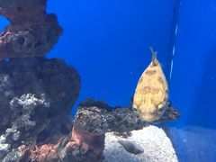 -烟台海昌鲸鲨海洋公园