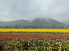 -径山花海