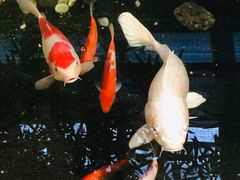 -聚缘堂·海鲜私房菜(松岭路店)