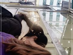 -顺城金记卤鸡·清真