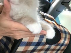 -lincat·猫舍(广州店)