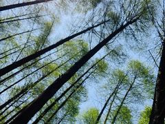 -山王坪喀斯特国家生态公园