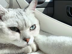 -喜多萌中农锦绣动物医院24H·猫科·牙科MRI·CT