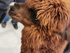 -重庆市江北嘴中央商务区中央公园