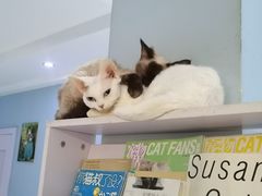 -喵的天空名猫咖啡馆·撸猫·猫舍·用品