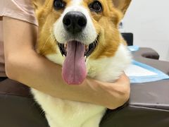 -派美特宠物医院·核磁CT·骨科肿瘤·疑难转诊(沈农禾丰店)