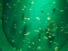 -芜湖新华联大白鲸海洋公园