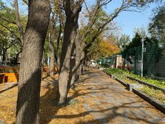 -三里屯东五街银杏大道