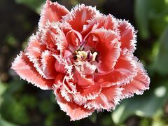 -上海鲜花港