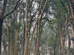 -杭州植物园