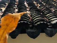 -上海佘山国家森林公园天马山园