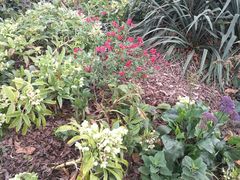 -墨尔本皇家植物园
