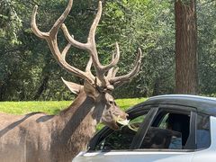 -北京野生动物园
