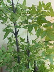 -变美丽半永久纹眉连锁·机器野生眉•洗眉