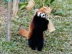 -广州动物园