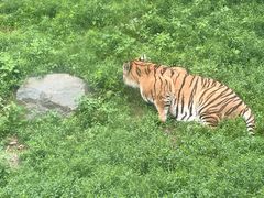 -栾川竹海野生动物园