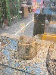 -神奇动物撸宠馆·羊驼·小浣熊·异宠(豫园店)