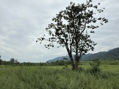 -丫丫汤膳打边炉(宏府408坊店)