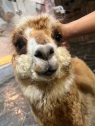 -Zoolung Zoolung动物主题公园(海信广场店)