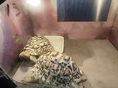 -上海大自然野生昆虫馆(东方明珠·爬宠昆虫探索中心)