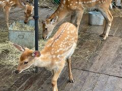 -莫尔道嘎国家森林公园