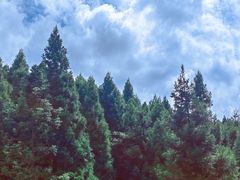 -武陵山森林公园