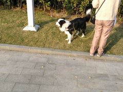 边牧-白塘生态植物园