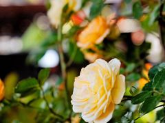 -上海和平饭店-华懋阁 The Cathay Room