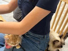 -楼上猫咖(罗湖店)