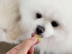 -凯瑞希宠物医院·狂犬免疫·微创·皮肤科