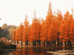 -白鹭湾湿地公园