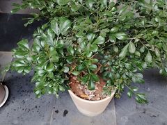 -阿伟海鲜楼·福建菜(涵江店)