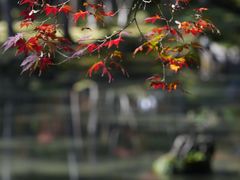 -西芳寺(苔寺)